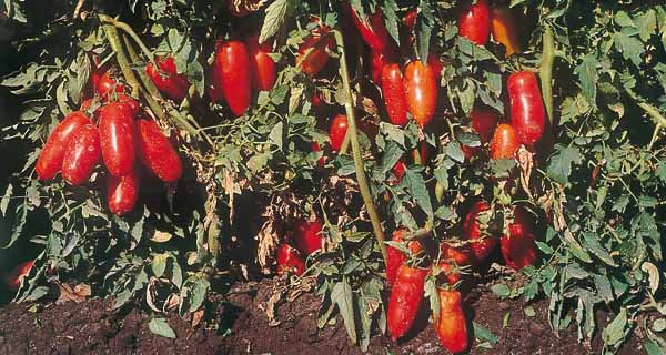 Global processing tomato production to rise in 2015