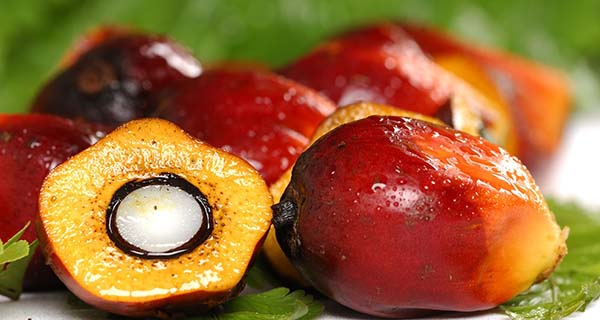 Palm oil, pros and cons