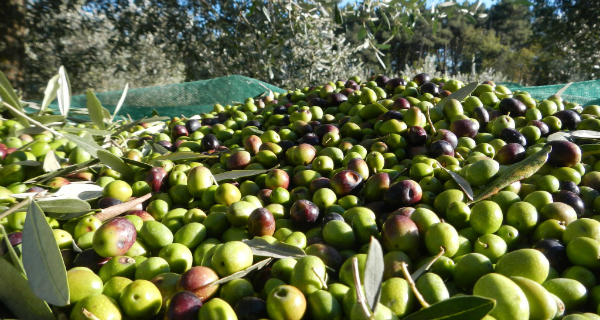 Worldwide demand for olive oil going through the roof with +73% in 25 years