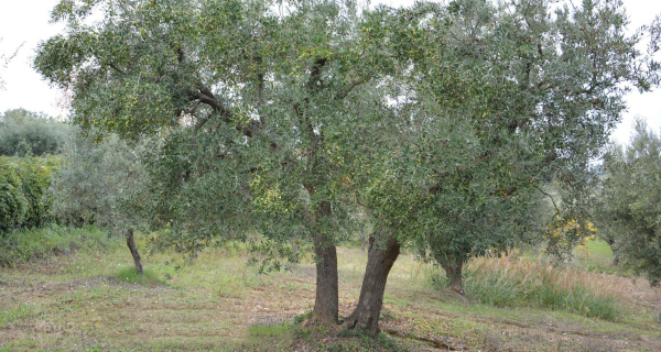 Calabria, The ‘green’ gold of Italy