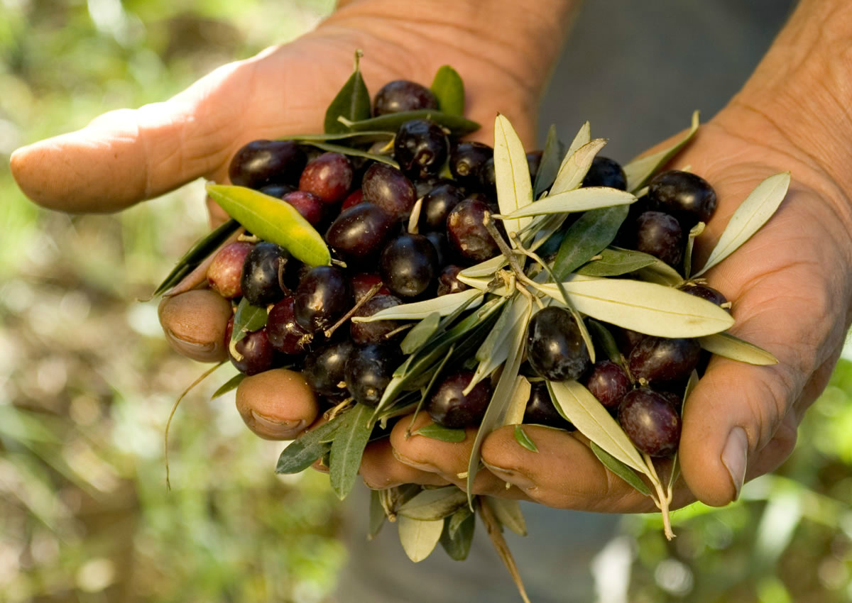 Olive oil: production down