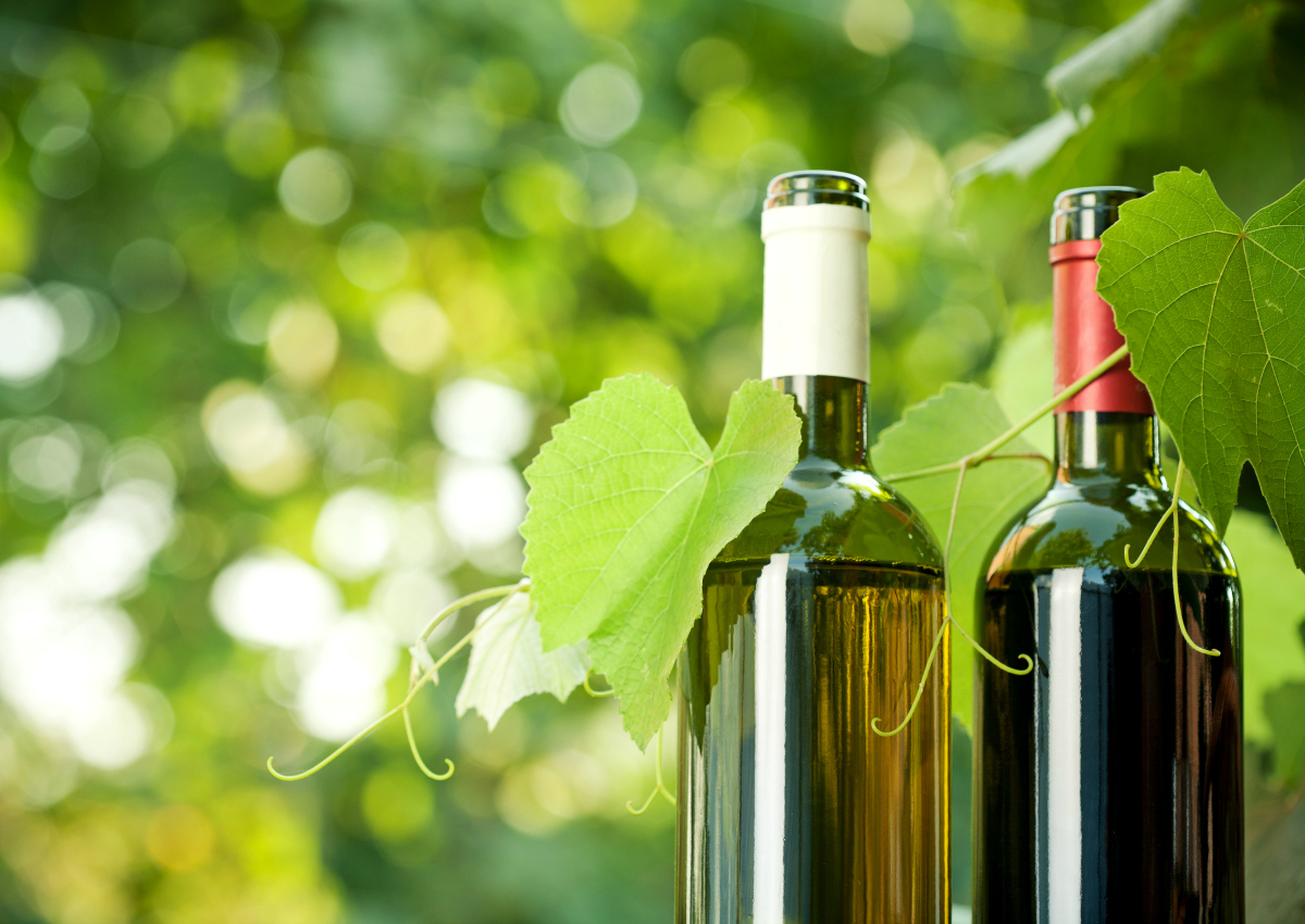 Italian organic wine: exports are booming