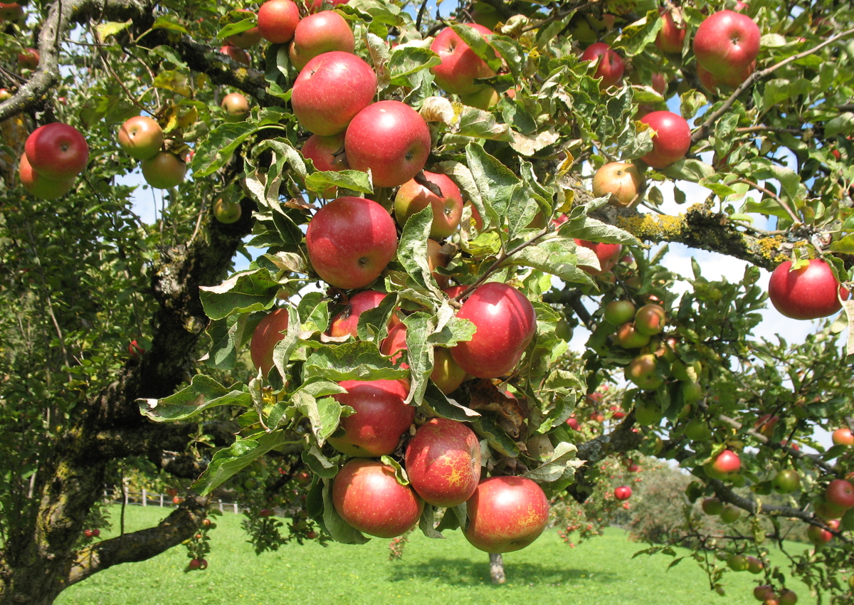 Italian apples are ready for Taiwan