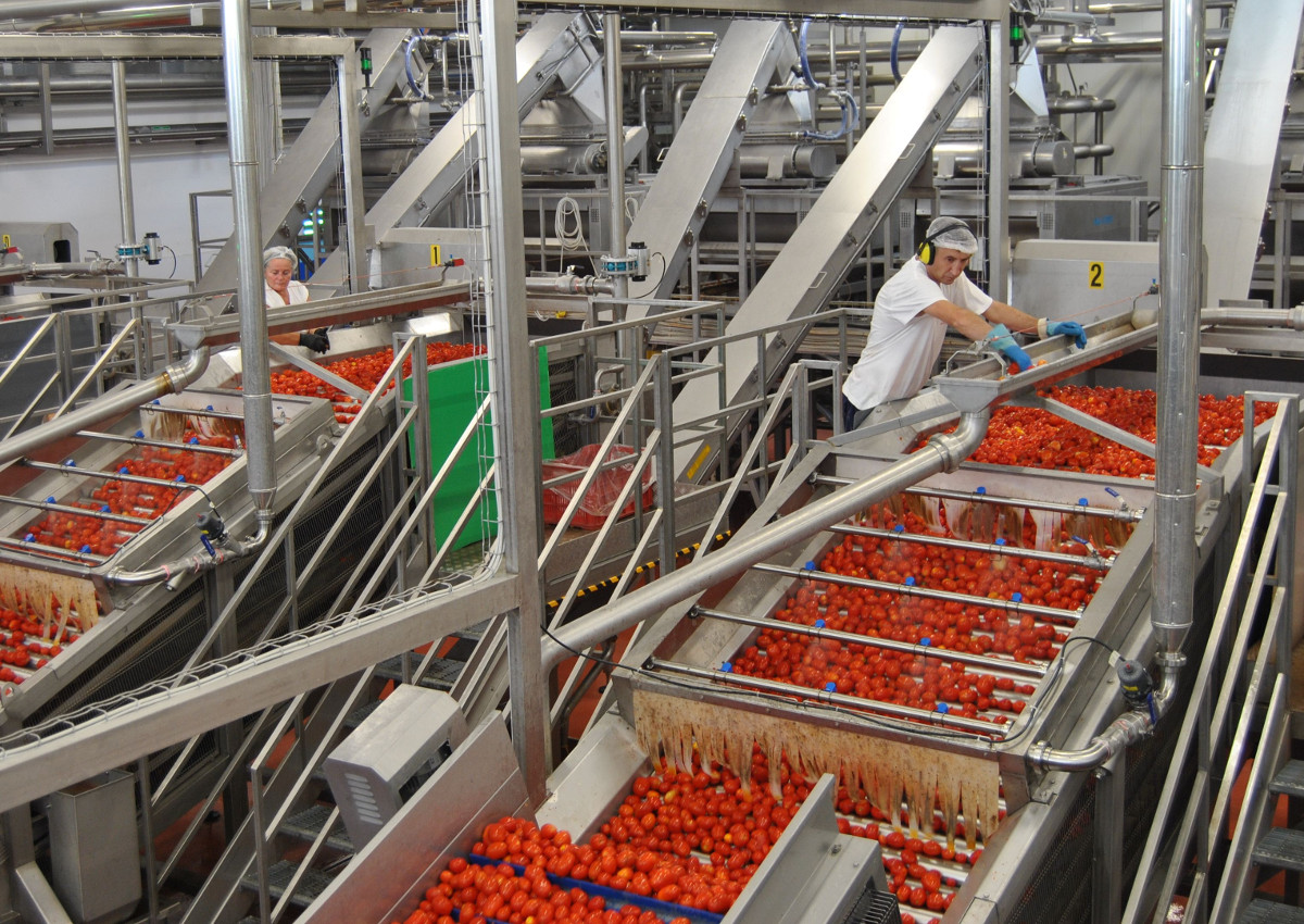 Italian processing tomato harvest is lower than last year, amid growing exports