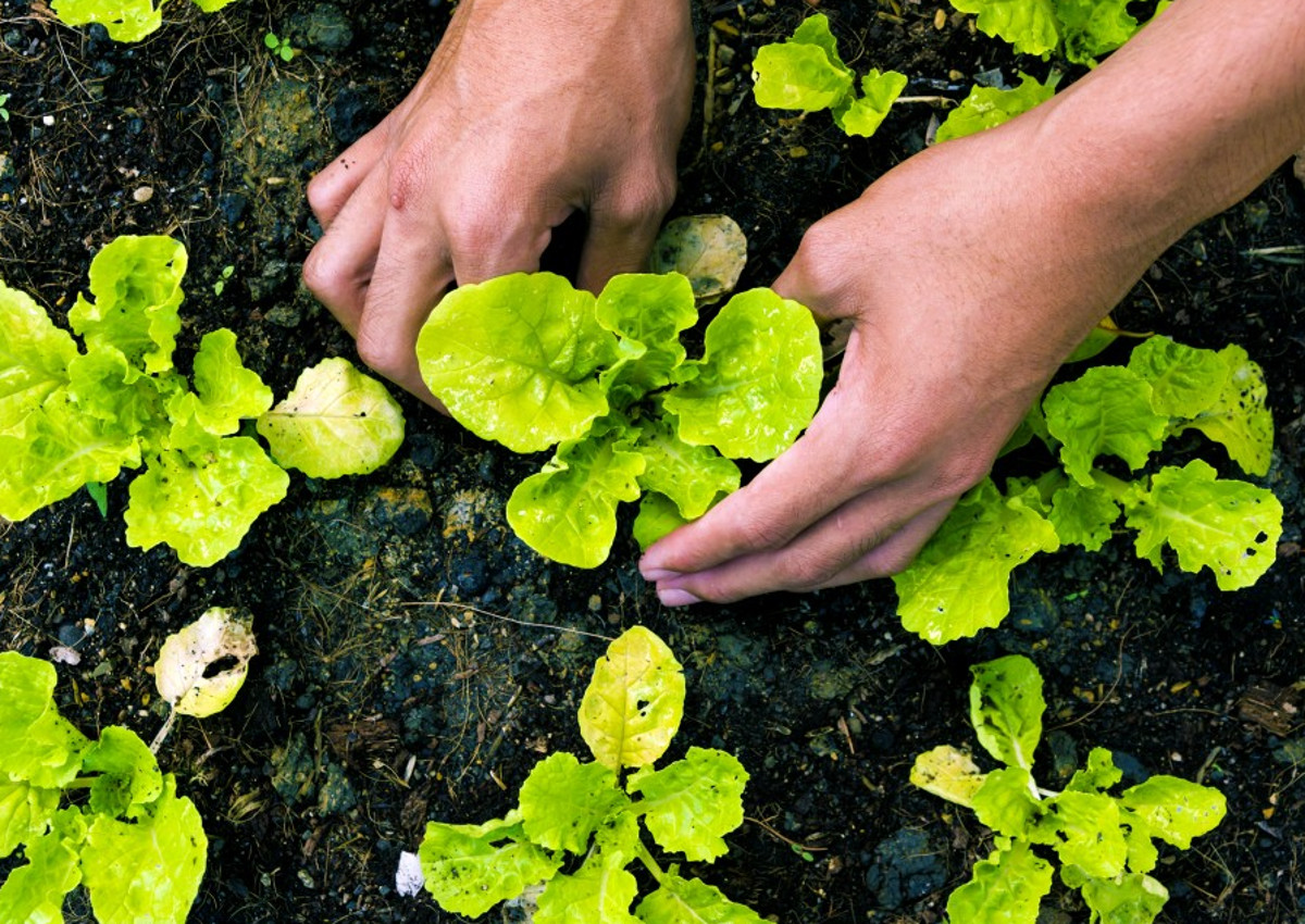 Winning the organic food trend