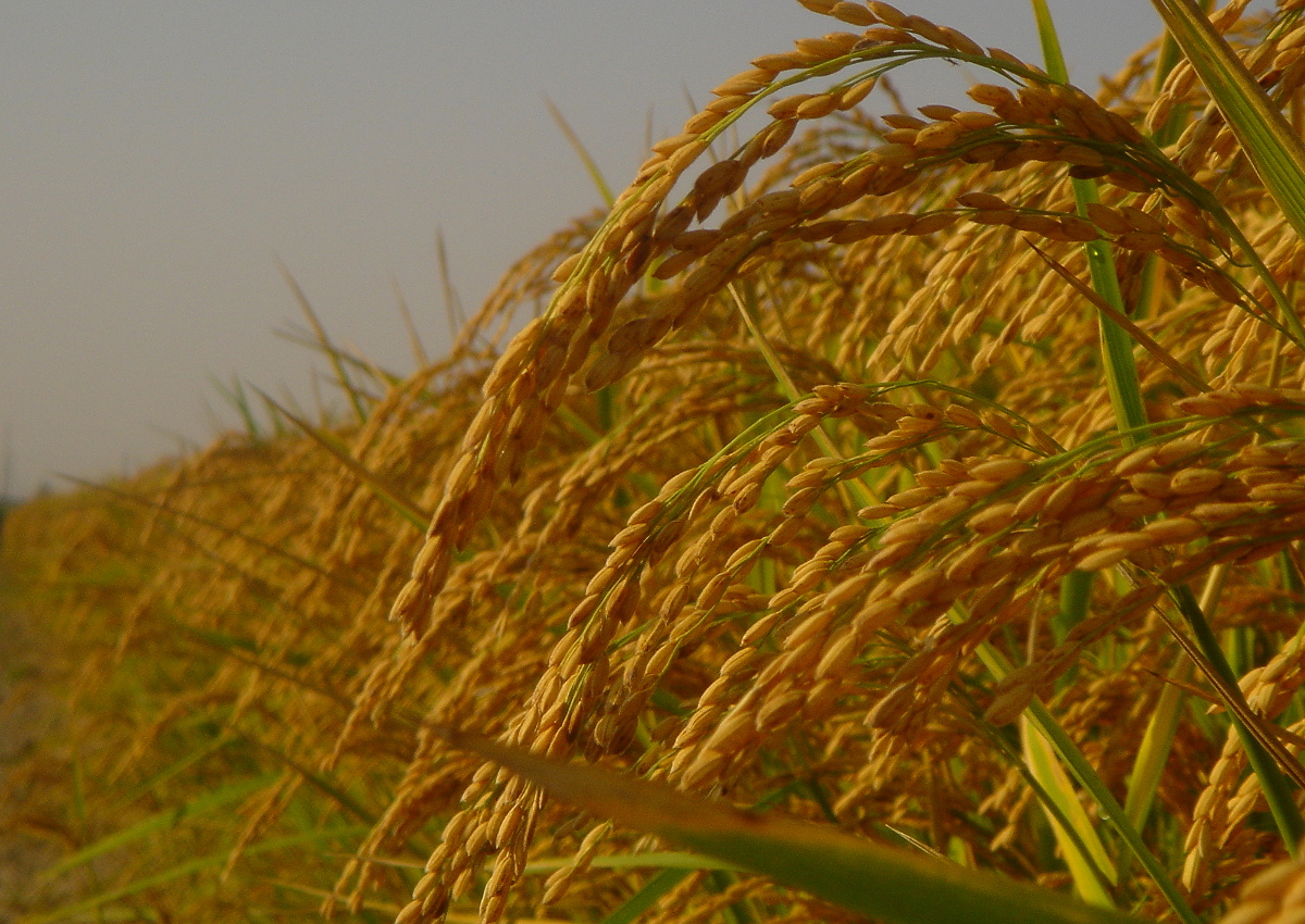 Rice brings versatility to the world