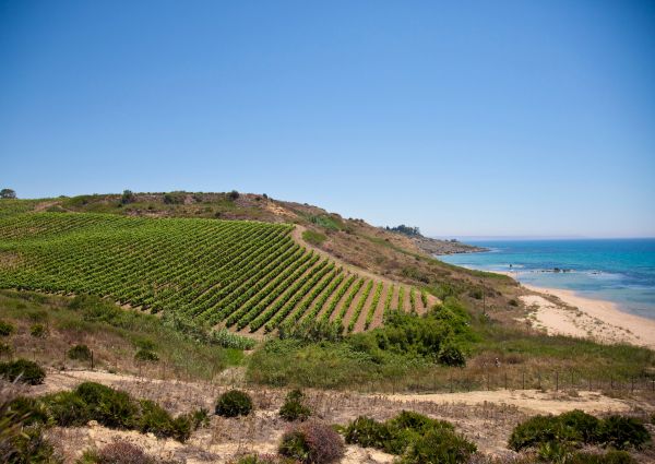 Settesoli Bio-winemakers