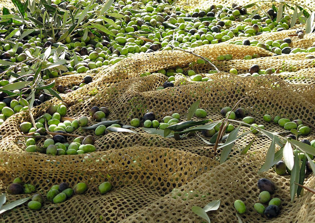 Apulia-Puglia-Italian olive oil