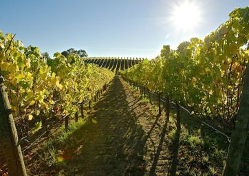 sustainability-Italian wine-vineyards-organic