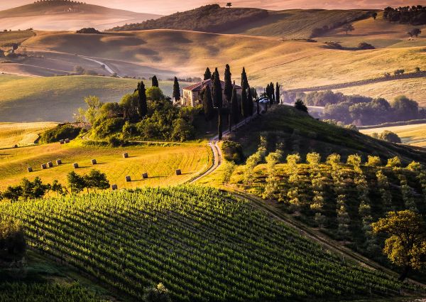 chianti-wine-Consortium