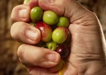 Japan-Hand squeezing Monini olives. Fresh, ripe olives for extra virgin olive oil production.