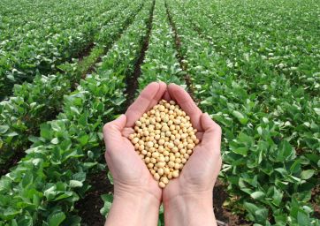 soy-organic-healthy-soybeans-soya-alternative proteins