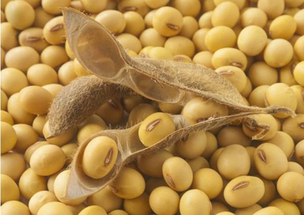 soy-imports-duties-EU-USA-Trump