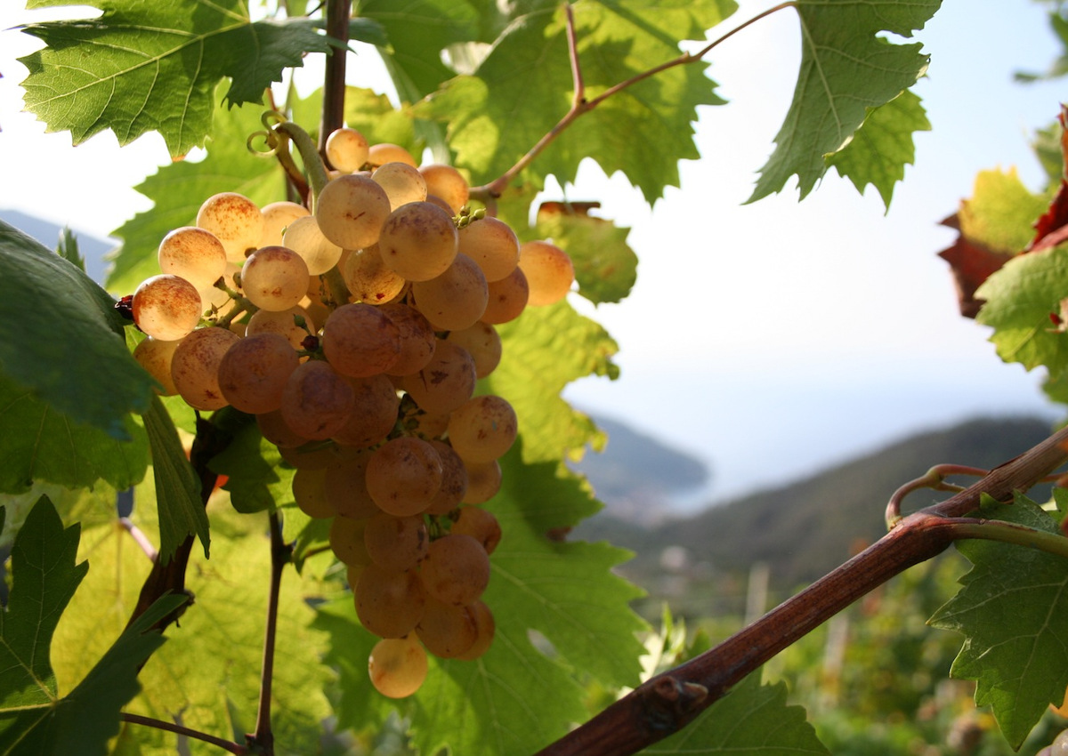 Production increases as vintage is triggered in Italy