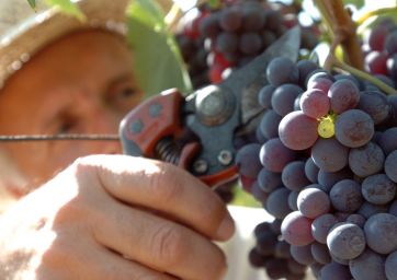 grape harvest-vintage-coronavirus-vendemmia vino uva-italian wine-harvest-vintage