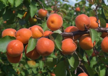 Apofruit-apricots-Romagna-Guidi
