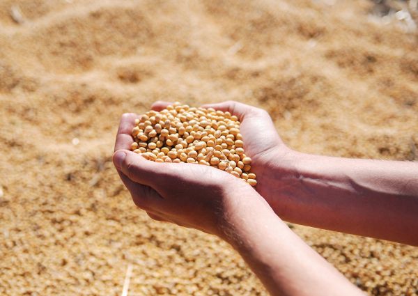 soybean-1831703_1920