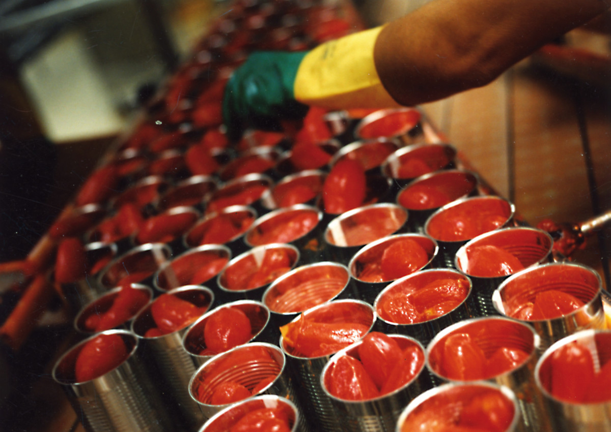 Tomatoes for processing: global production is on the rise