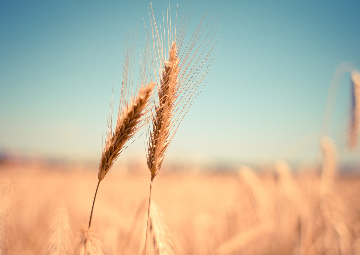 Durum Wheat, Imports into EU Set to Increase