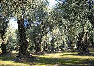 olive oil-olive trees