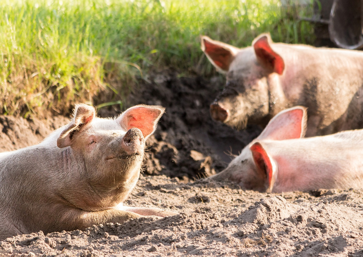 Italy to increase biodiversity measures after the African swine fever