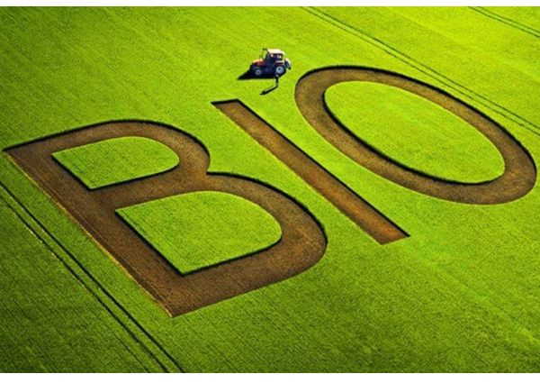 organic food-organic-food-organic-bio