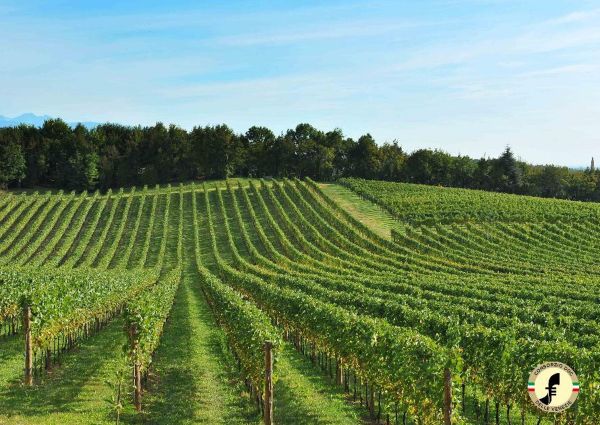 Pinot Grigio-Consorzio Delle Venezie