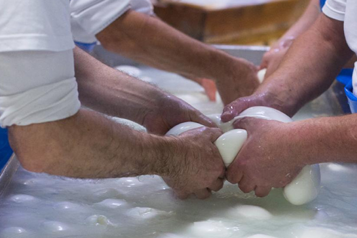 Italian cheese exports grow thanks to the recovery of out-of-home