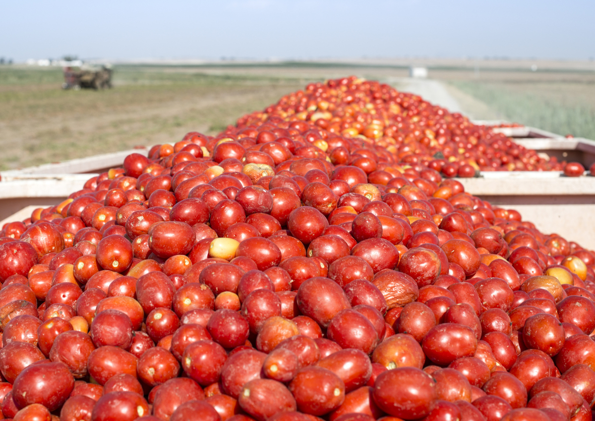 Italy is the second-largest producer of canned tomatoes in the world