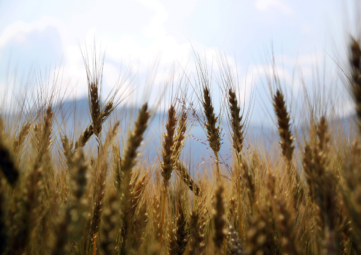 China is seizing more than half of the world’s cereals