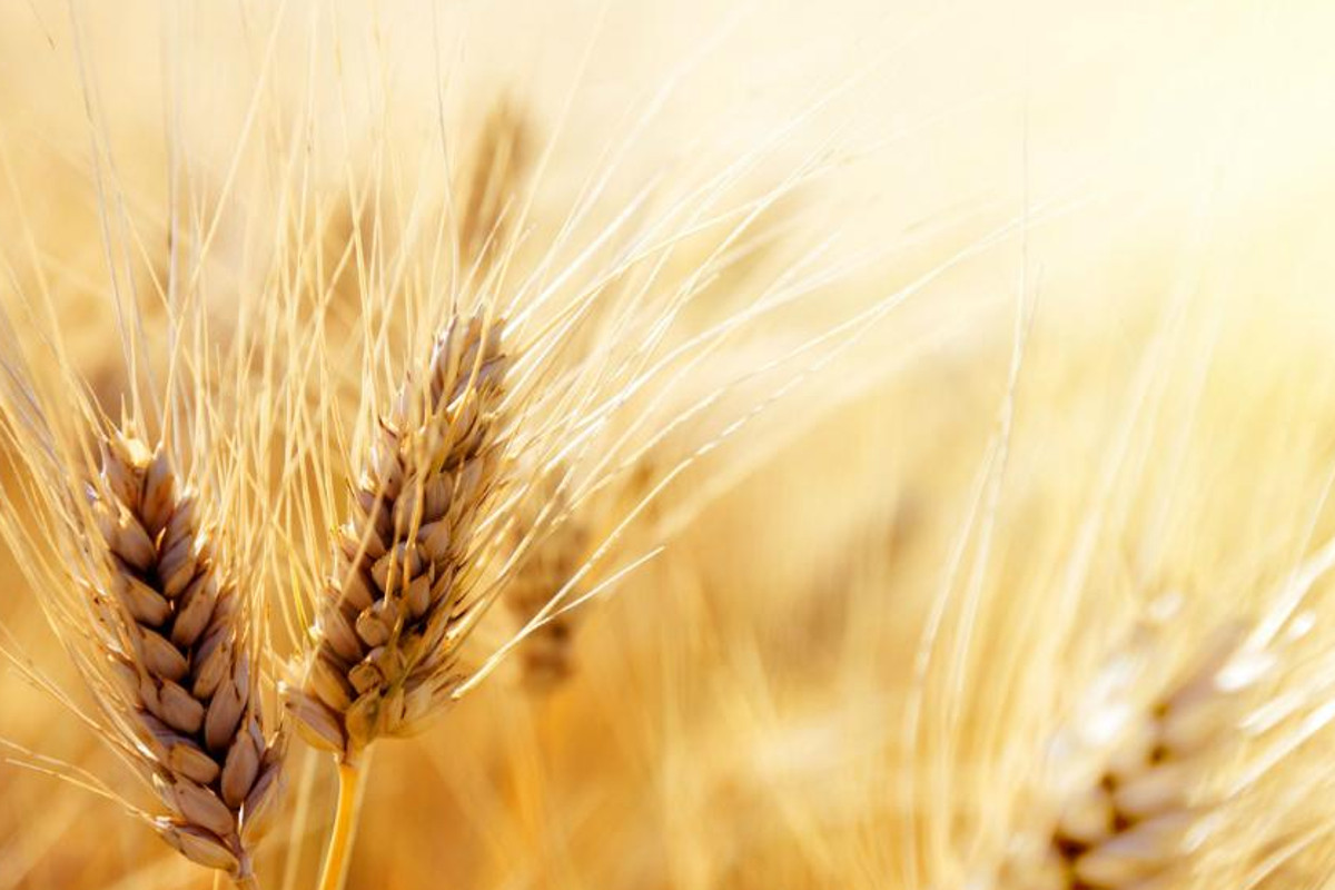 Italian pasta-durum wheat-pasta-wheat