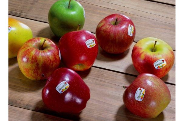 Mele del Trentino apples. Fresh, colorful Trentino apples on a wooden surface. PGI denomination.