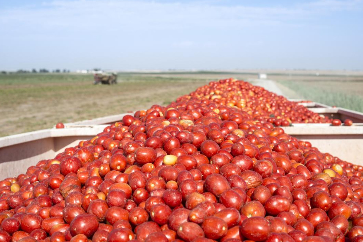 How global warming may change the processing tomato industry