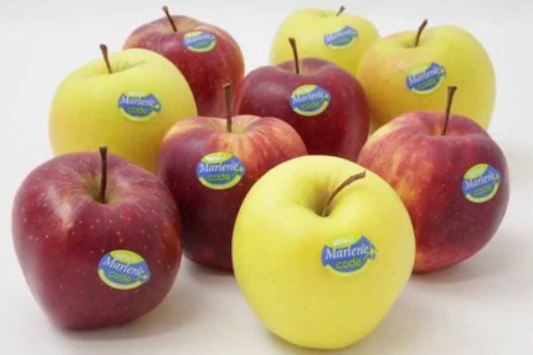 VOG-Marlene-apples