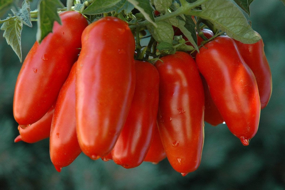 2021 is a good year for tomatoes in Italy