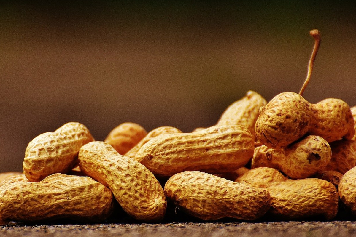Discovering the Italian peanuts supply chain