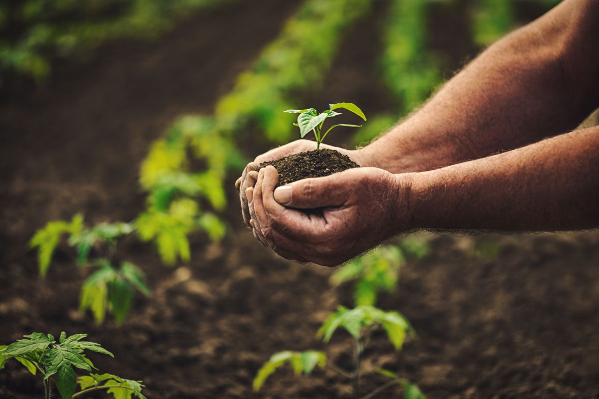 The future of Italian food is (also) organic