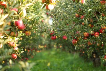 Green Deal-Italian agriculture-organic regulation-EU-FederBio