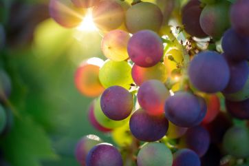 Italian wine-vintage-grape harvest