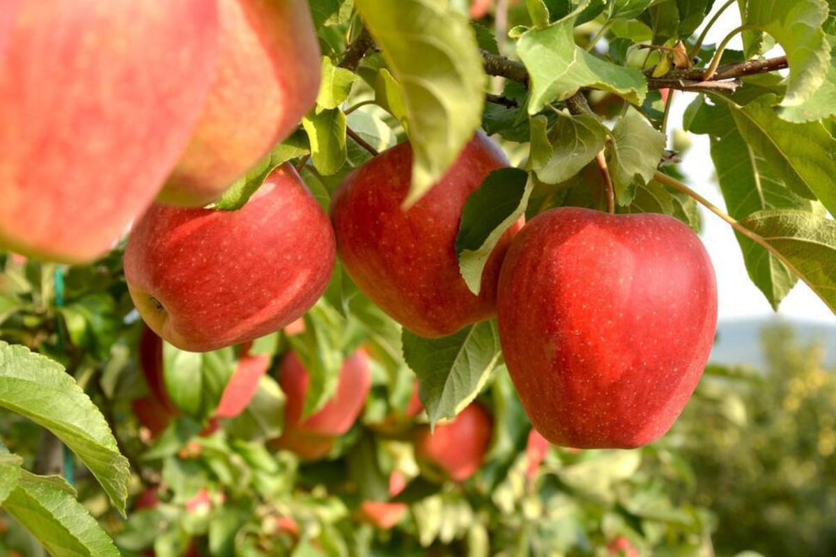 The first Italian apples land in Taiwan