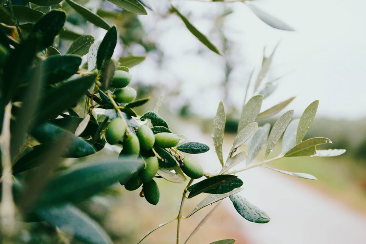Italian olive oil needs more production to bolster value