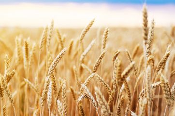 agriculture-war-wheat-Ukraine