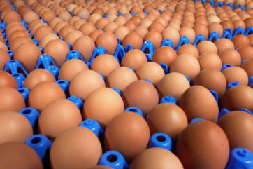 Brown Eurovo eggs in blue trays. Italian excellence for international trade shows.
