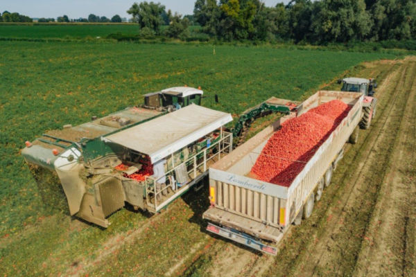 Consorzio Casalacso del pomodoro-Pomì-tomato-red preserves