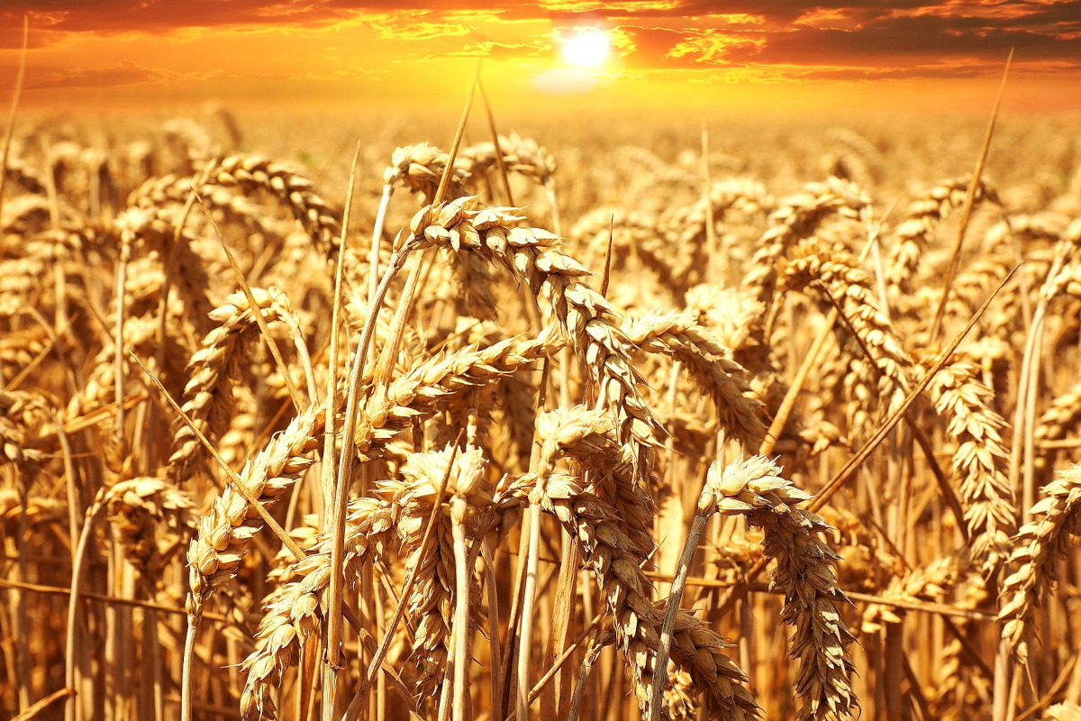 Italian durum wheat production is bound to increase