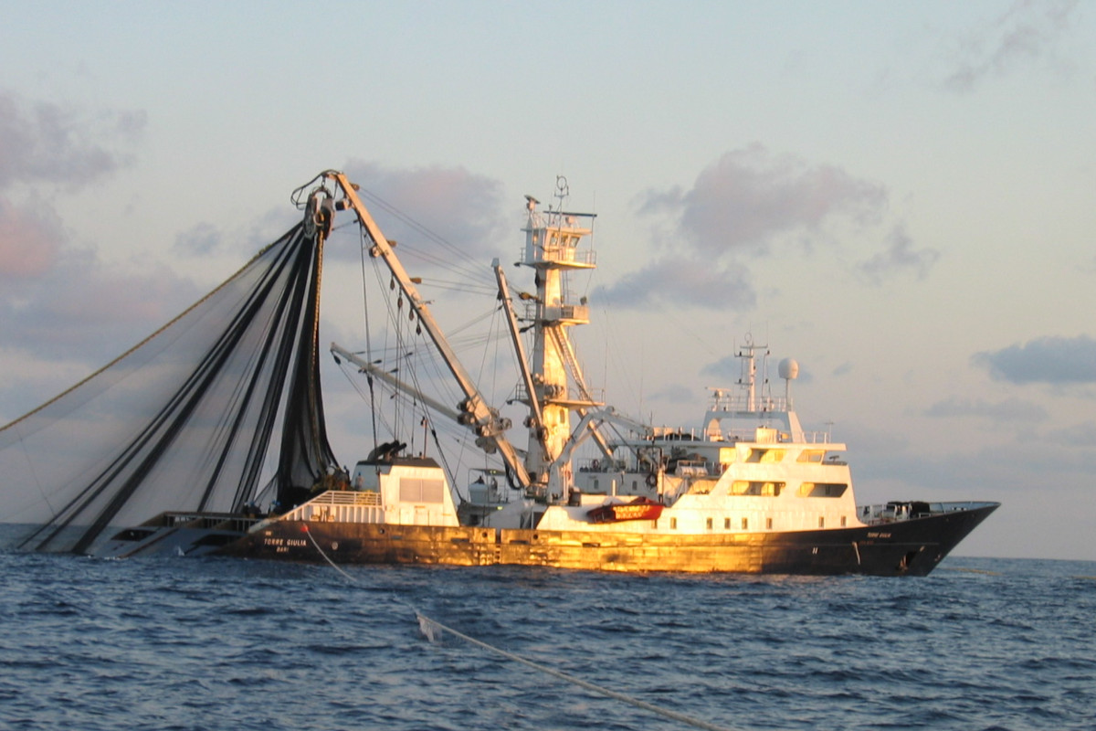 Ancit-fish canneries-seafood-tuna fish-Italian fish canneries association