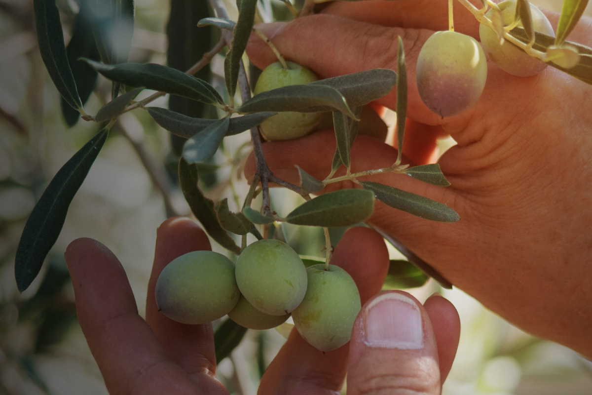 Drought in Spain sends olive oil prices soaring