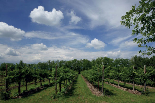 Prosecco PDO vineyard with rows of grape vines under a blue sky. Italian Prosecco wine region.