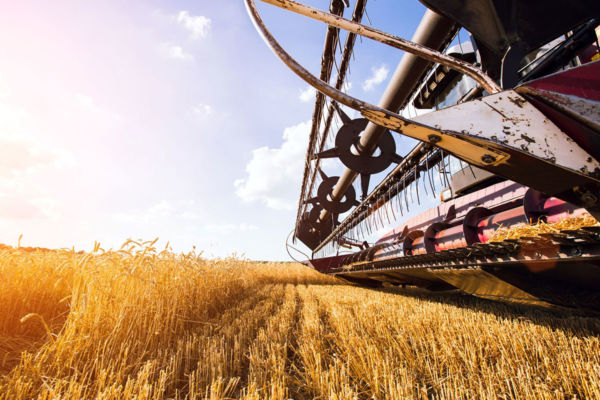 wheat-soft wheat