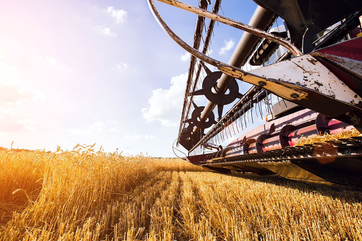 Italian food industry says yes to Ukraine grain deal